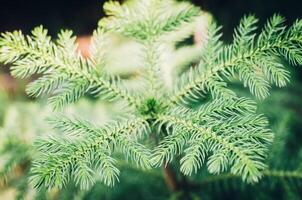 Soft focus green tree in garden photo