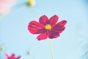 Red cosmos bloom in the garden with sky in the background. photo