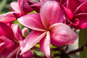 Purple plumeria flowers in the garden. photo