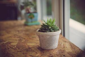 Cactus in a pot placed on a wooden floor photo