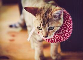 Cute cat with red scarf photo