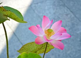 pink and white lotus photo