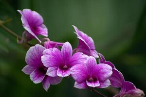 un hermosa grande ramo de flores de púrpura vanda familia orquídeas en el jardín o granja. foto