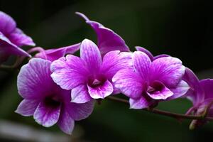 Bouquet of purple orchids in the middle of the garden photo