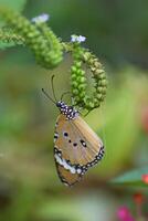 naturaleza, un amarillo mariposa es colgando en un de elefante maletero flor a descanso sus alas y chupar arriba el natural néctar. foto