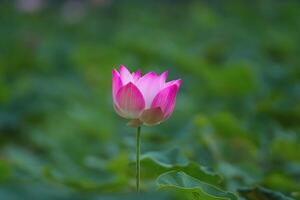 nature and park. Pink lotus blooms stand out among the shady ponds. photo