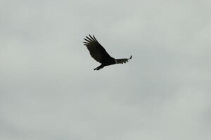 I love the look of this beautiful buzzard circling in the sky. This is a turkey vulture. The long black feathered wings stretched out to glide. The small red head give this bird the name. photo