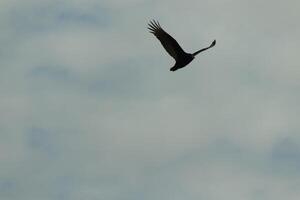 I love the look of this beautiful buzzard circling in the sky. This is a turkey vulture. The long black feathered wings stretched out to glide. The small red head give this bird the name. photo