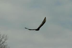 I love the look of this beautiful buzzard circling in the sky. This is a turkey vulture. The long black feathered wings stretched out to glide. The small red head give this bird the name. photo