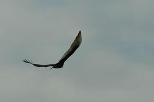 I love the look of this beautiful buzzard circling in the sky. This is a turkey vulture. The long black feathered wings stretched out to glide. The small red head give this bird the name. photo