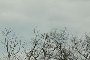 This red tail hawk was perched at the top of the tree looking for brey. His beautiful white belly standing out from the branches of the tree. His little brown head and body outlining his body. photo