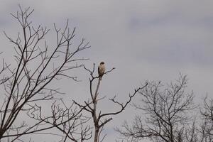 This red tail hawk was perched at the top of the tree looking for brey. His beautiful white belly standing out from the branches of the tree. His little brown head and body outlining his body. photo