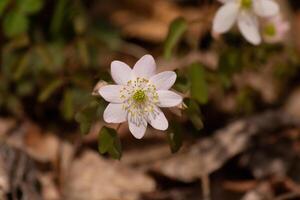 This pretty white flowers is growing here in the woods when I took this picture. This is known as a rue-anemone or meadow-rue which grows in wooded areas. I love the yellow center to this wildflower. photo