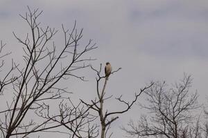 This red tail hawk was perched at the top of the tree looking for brey. His beautiful white belly standing out from the branches of the tree. His little brown head and body outlining his body. photo