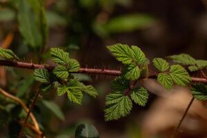 This beautiful wineberry plant was growing in the woods when I took the picture of it. This is an Asian plant and mistaken for raspberries with the pretty wrinkled point leaves and the thorny stems. photo