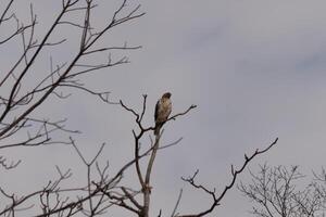 This red tail hawk was perched at the top of the tree looking for brey. His beautiful white belly standing out from the branches of the tree. His little brown head and body outlining his body. photo