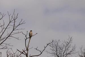 This red tail hawk was perched at the top of the tree looking for brey. His beautiful white belly standing out from the branches of the tree. His little brown head and body outlining his body. photo