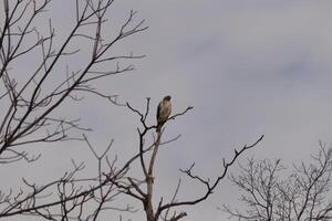 This red tail hawk was perched at the top of the tree looking for brey. His beautiful white belly standing out from the branches of the tree. His little brown head and body outlining his body. photo