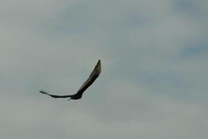 I love the look of this beautiful buzzard circling in the sky. This is a turkey vulture. The long black feathered wings stretched out to glide. The small red head give this bird the name. photo