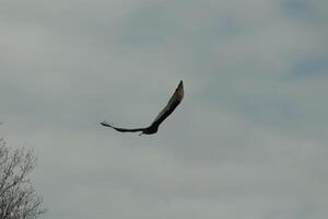 I love the look of this beautiful buzzard circling in the sky. This is a turkey vulture. The long black feathered wings stretched out to glide. The small red head give this bird the name. photo