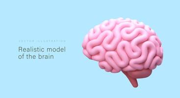 Realistic model of brain, outside view. 3D pink human cerebrum in cartoon style vector