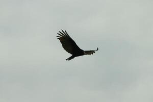 I love the look of this beautiful buzzard circling in the sky. This is a turkey vulture. The long black feathered wings stretched out to glide. The small red head give this bird the name. photo