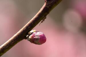 esta pequeño melocotón árbol flor brote es consiguiendo Listo a abierto. eso es marca nuevo y consiguiendo Listo a popular en el primavera estación. yo amor el rosado color de eso en pie fuera desde el marrón rama. foto