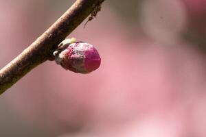 This little peach tree flower bud is getting ready to open. It is brand new and getting ready to pop in the Spring season. I love the pink color of it standing out from the brown branch. photo