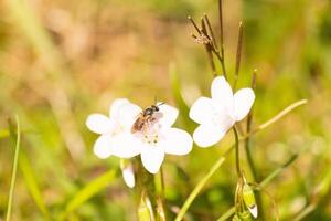 This pretty brown-winged sweat bee was seen in this picture collecting the nectar of the Virginia spring beauty. This little insect was helping to pollinate this wildflower in the field. photo