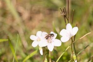 This pretty brown-winged sweat bee was seen in this picture collecting the nectar of the Virginia spring beauty. This little insect was helping to pollinate this wildflower in the field. photo