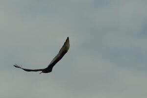 I love the look of this beautiful buzzard circling in the sky. This is a turkey vulture. The long black feathered wings stretched out to glide. The small red head give this bird the name. photo