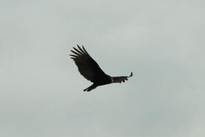 I love the look of this beautiful buzzard circling in the sky. This is a turkey vulture. The long black feathered wings stretched out to glide. The small red head give this bird the name. photo