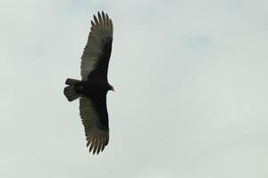 I love the look of this beautiful buzzard circling in the sky. This is a turkey vulture. The long black feathered wings stretched out to glide. The small red head give this bird the name. photo