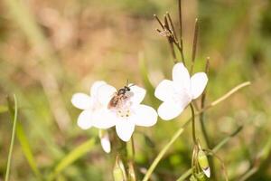 This pretty brown-winged sweat bee was seen in this picture collecting the nectar of the Virginia spring beauty. This little insect was helping to pollinate this wildflower in the field. photo