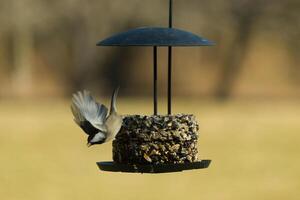 This little black-capped chickadee is taking off from the birdseed cake on my deck. I love how tiny these birds are and the cute black, grey, and white colors of their feathers. His wings extended. photo