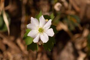 This pretty white flowers is growing here in the woods when I took this picture. This is known as a rue-anemone or meadow-rue which grows in wooded areas. I love the yellow center to this wildflower. photo