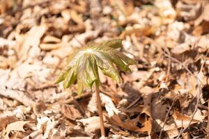 This may apple plant is sitting in the wooded area around brown leaves. This plant is given the name since they normally are seen in May and grow apple looking fruit. I love the large green leaves. photo