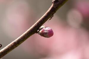 This little peach tree flower bud is getting ready to open. It is brand new and getting ready to pop in the Spring season. I love the pink color of it standing out from the brown branch. photo