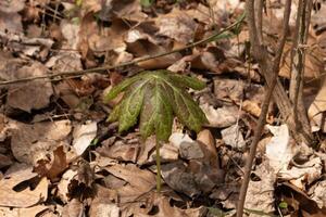 This may apple plant is sitting in the wooded area around brown leaves. This plant is given the name since they normally are seen in May and grow apple looking fruit. I love the large green leaves. photo