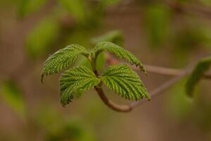 esta wineberry planta es creciente en el medio de el bosque. algunos personas Error estos como frambuesa plantas y mira muy similar. yo amor el arrugado puntiagudo hojas y el rojo tallos. foto