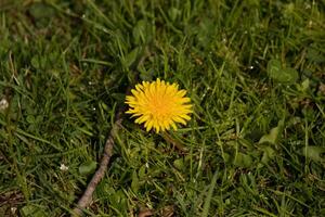 I love the look of this dandelion flower sitting in the grass. The long yellow petals reaching out. The yellow color of this flower standing out from the green grass. I love these little wildflowers. photo