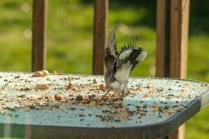 This blue jay bird was coming in for a landing to get some peanuts. His wings spread out beautifully. I love the beautiful white, black and blue feathers. He was mid flight frozen in the air. photo