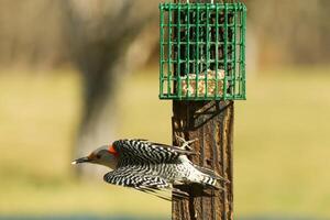 This beautiful red-bellied woodpecker was taking off from the suet when I took this picture. His beautiful black and white striped feathers on his wings and his bright red head are so cute. photo