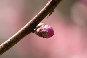 This little peach tree flower bud is getting ready to open. It is brand new and getting ready to pop in the Spring season. I love the pink color of it standing out from the brown branch. photo