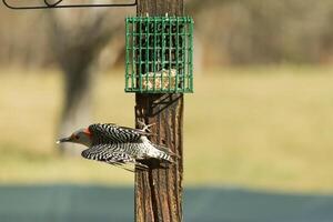 This beautiful red-bellied woodpecker was taking off from the suet when I took this picture. His beautiful black and white striped feathers on his wings and his bright red head are so cute. photo