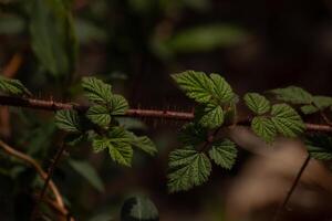 esta hermosa wineberry planta estaba creciente en el bosque cuando yo tomó el imagen de él. esta es un asiático planta y equivocado para frambuesas con el bonito arrugado punto hojas y el espinoso tallos. foto