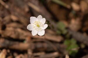 This pretty white flowers is growing here in the woods when I took this picture. This is known as a rue-anemone or meadow-rue which grows in wooded areas. I love the yellow center to this wildflower. photo