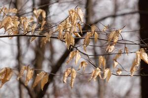 The leaves of an American beech tree. The branch had fallen and leaves have died leaving the beautiful remnants of the brown decay. This image was beautiful to me and showed the change of season. photo