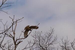 This beautiful red-rail hawk was taking off from the tree when I took this picture. This large raptor is beautiful to watch. The large wingspan stretched out pretty far. I love the brown feathers. photo