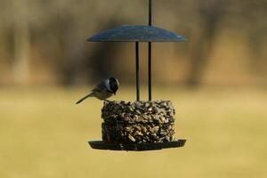 This cute little black-capped chickadee is pictured here coming to this birdseed cake on my deck. I love how tiny these birds are and the cute black, grey, and white colors of their feathers. photo